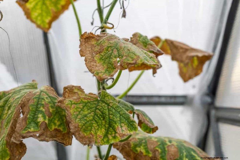 Effective Winter Spider Mite Control: Proven Solutions for Healthy Plants