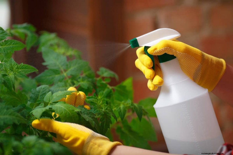 Effective Winter Spider Mite Control: Proven Solutions for Healthy Plants