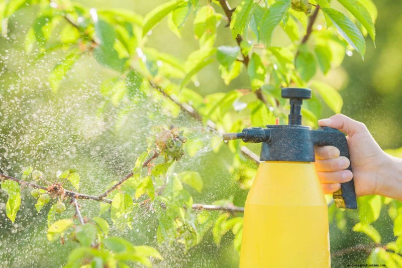Effective Winter Spider Mite Control: Proven Solutions for Healthy Plants