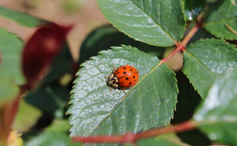 Effective Winter Spider Mite Control: Proven Solutions for Healthy Plants