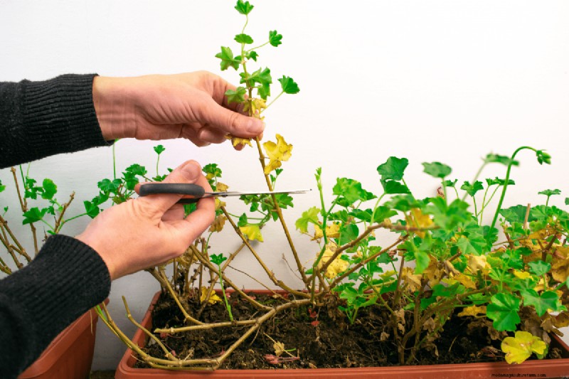 Effective Winter Spider Mite Control: Proven Solutions for Healthy Plants