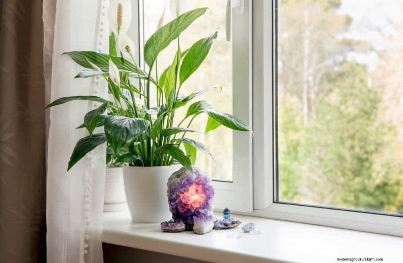Effective Winter Spider Mite Control: Proven Solutions for Healthy Plants