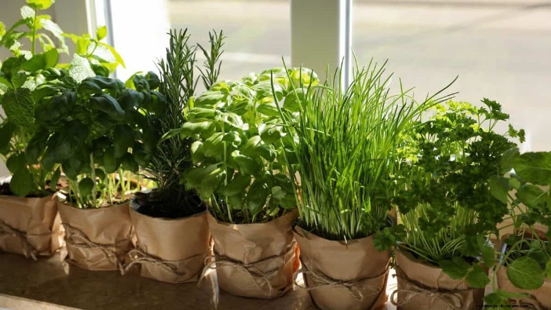 Effective Winter Spider Mite Control: Proven Solutions for Healthy Plants