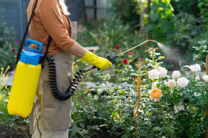 Effective Winter Spider Mite Control: Proven Solutions for Healthy Plants