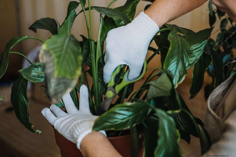 Effective Winter Spider Mite Control: Proven Solutions for Healthy Plants