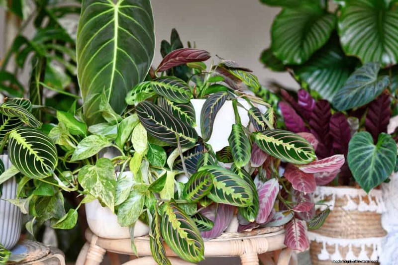 Fix Leggy Philodendrons: Expert Methods for Bushier Growth