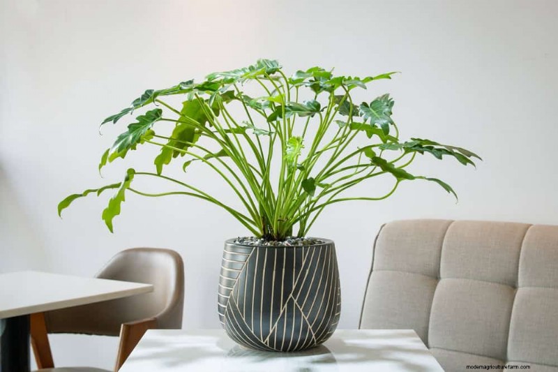 Fix Leggy Philodendrons: Expert Methods for Bushier Growth
