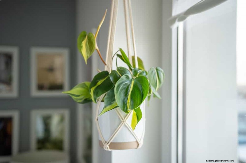 Fix Leggy Philodendrons: Expert Methods for Bushier Growth