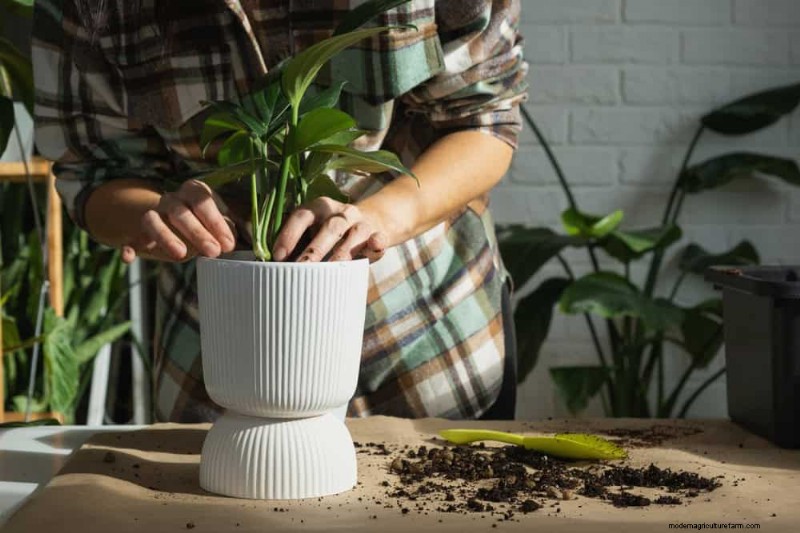 Fix Leggy Philodendrons: Expert Methods for Bushier Growth