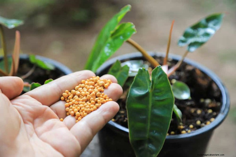 Fix Leggy Philodendrons: Expert Methods for Bushier Growth