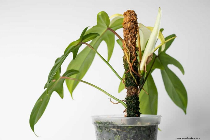 Fix Leggy Philodendrons: Expert Methods for Bushier Growth