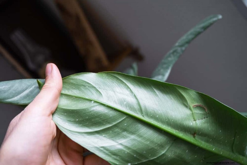 Fix Leggy Philodendrons: Expert Methods for Bushier Growth