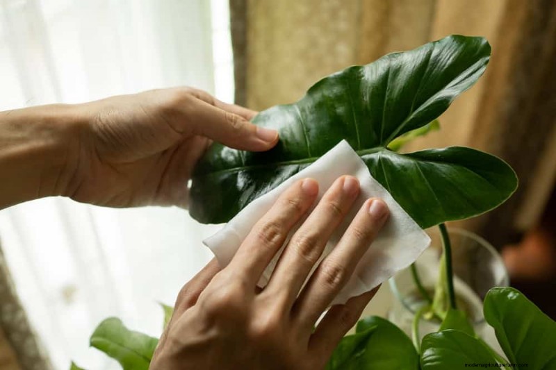 Fix Leggy Philodendrons: Expert Methods for Bushier Growth