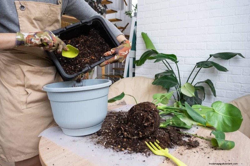 Fix Leggy Philodendrons: Expert Methods for Bushier Growth