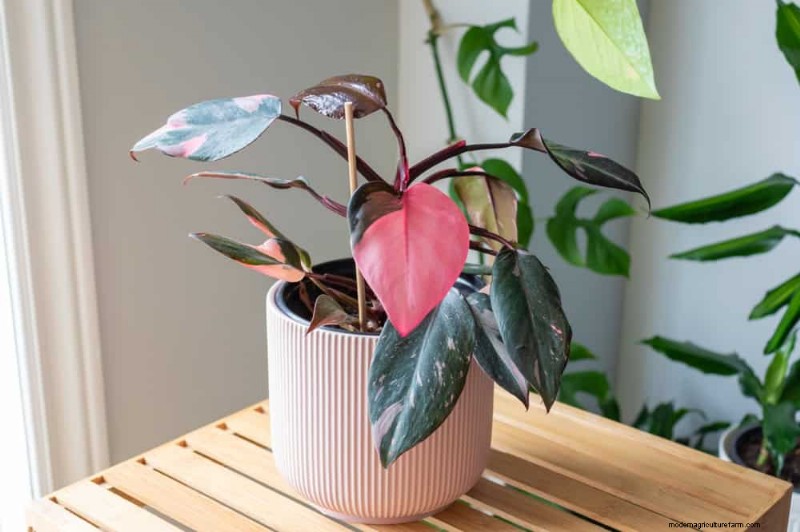 Fix Leggy Philodendrons: Expert Methods for Bushier Growth