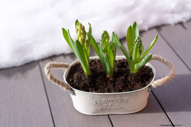 Winter Plant Care: Avoid These 11 Common Mistakes