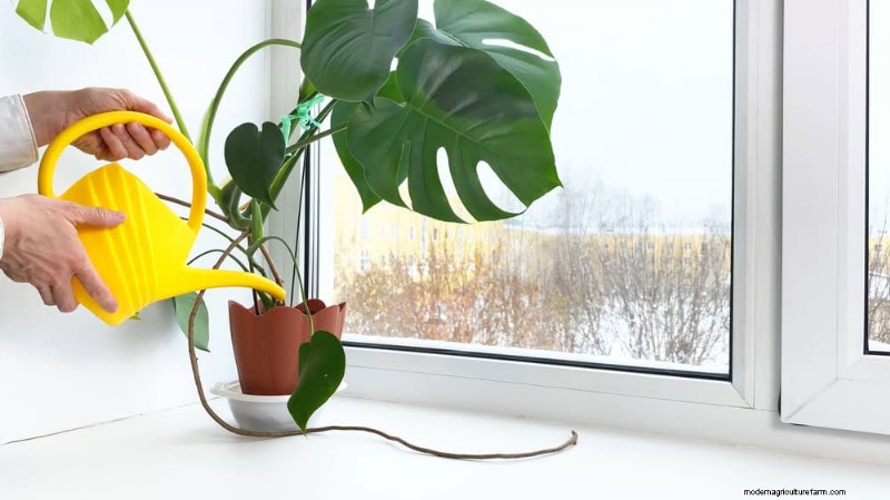Winter Plant Care: Avoid These 11 Common Mistakes