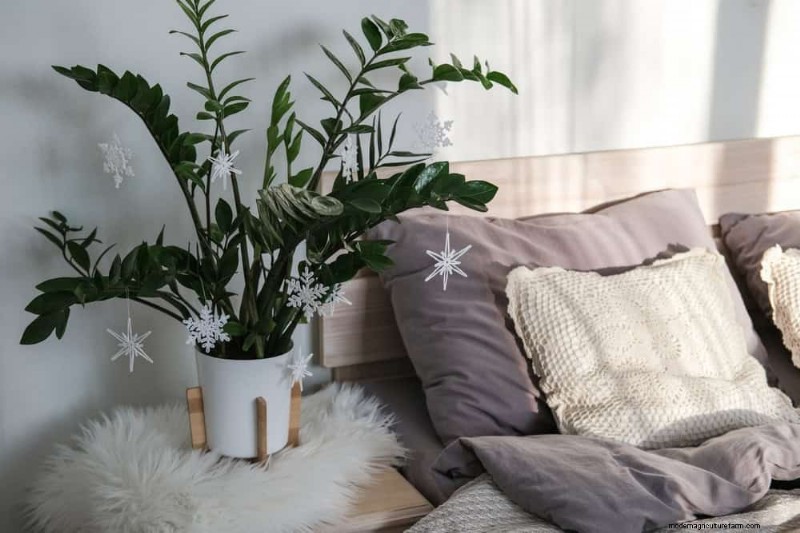 Winter Plant Care: Avoid These 11 Common Mistakes