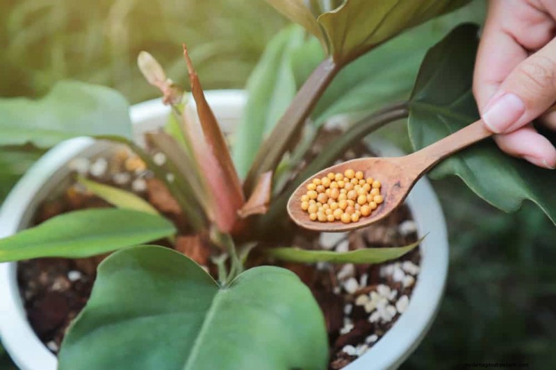 Winter Plant Care: Avoid These 11 Common Mistakes