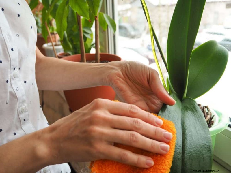 Winter Plant Care: Avoid These 11 Common Mistakes
