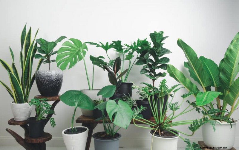 Winter Plant Care: Avoid These 11 Common Mistakes