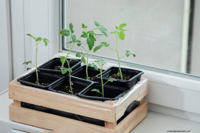 Winter Plant Care: Avoid These 11 Common Mistakes
