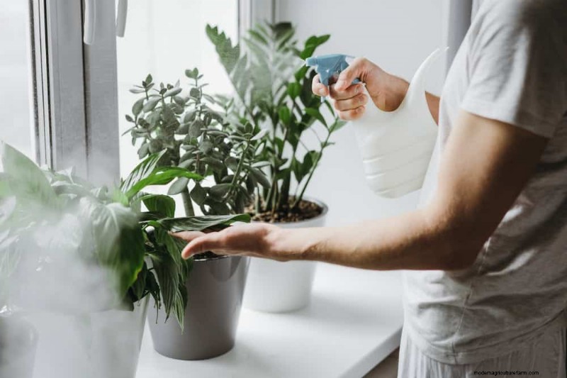 Winter Plant Care: Avoid These 11 Common Mistakes
