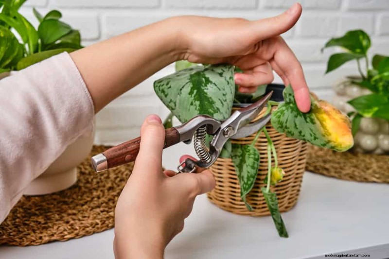 Winter Plant Care: Avoid These 11 Common Mistakes