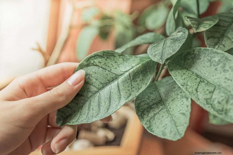 Winter Plant Care: Avoid These 11 Common Mistakes