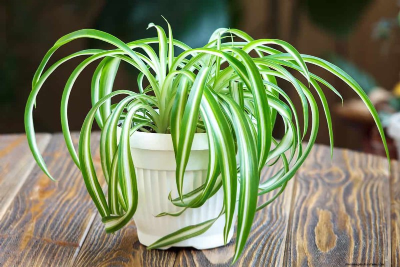 Spider Plant Humidity: 11 Signs Your Plant Needs More Moisture