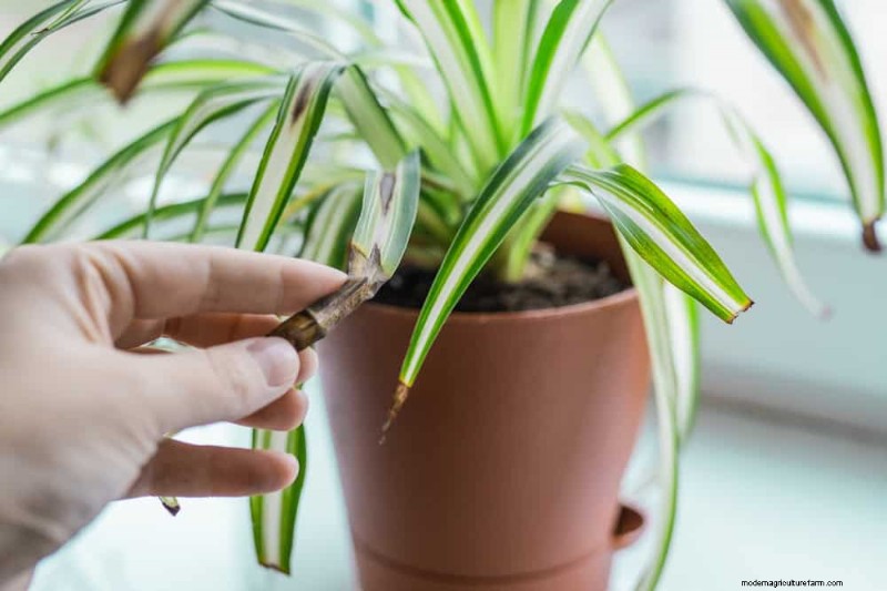Spider Plant Humidity: 11 Signs Your Plant Needs More Moisture
