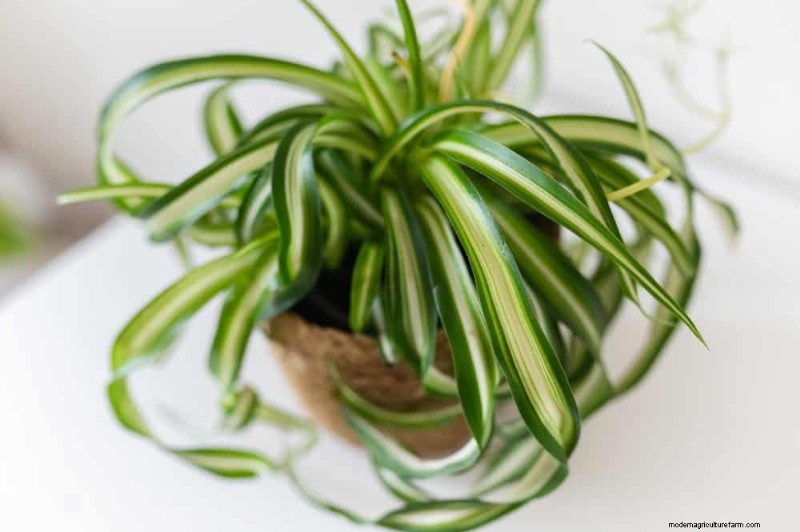 Spider Plant Humidity: 11 Signs Your Plant Needs More Moisture