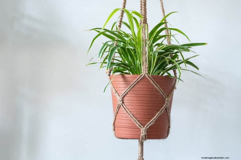 Spider Plant Humidity: 11 Signs Your Plant Needs More Moisture