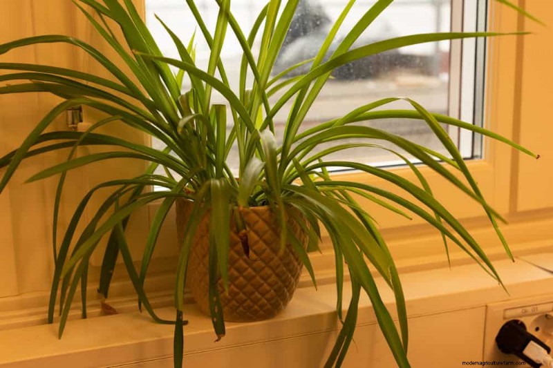 Spider Plant Humidity: 11 Signs Your Plant Needs More Moisture