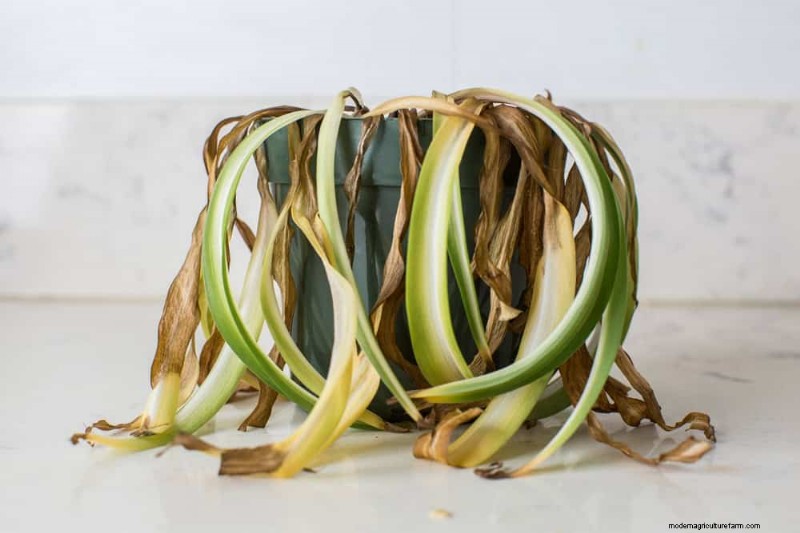 Spider Plant Humidity: 11 Signs Your Plant Needs More Moisture