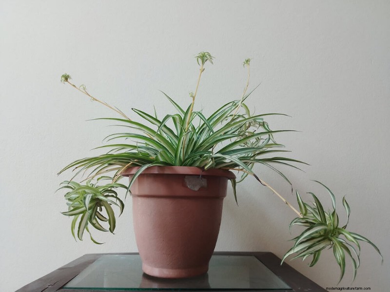 Spider Plant Humidity: 11 Signs Your Plant Needs More Moisture