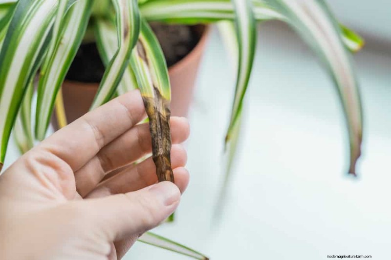 Spider Plant Humidity: 11 Signs Your Plant Needs More Moisture