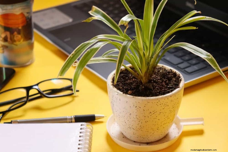 Spider Plant Humidity: 11 Signs Your Plant Needs More Moisture