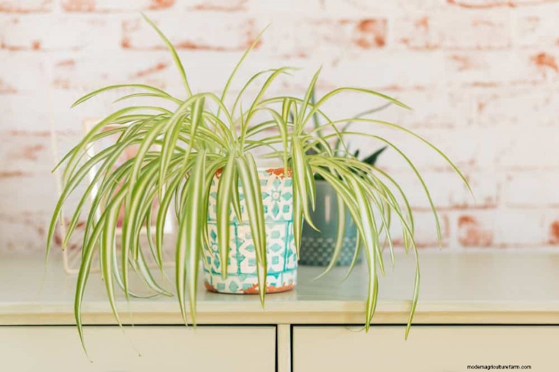 Spider Plant Humidity: 11 Signs Your Plant Needs More Moisture
