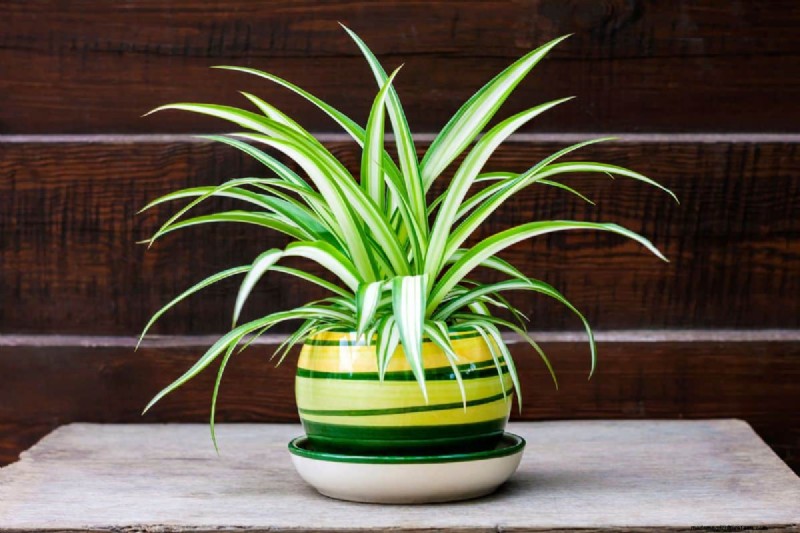 Spider Plant Humidity: 11 Signs Your Plant Needs More Moisture