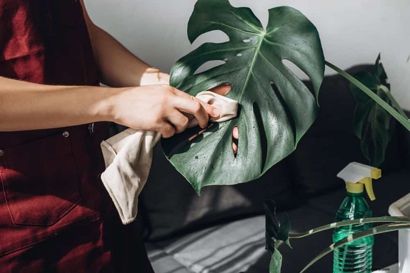 Monstera Care: 11 Tips for Thriving Growth in Winter