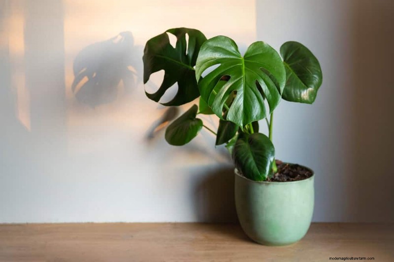 Monstera Care: 11 Tips for Thriving Growth in Winter