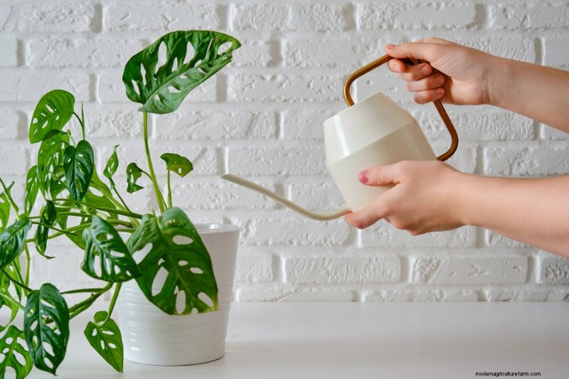 Monstera Care: 11 Tips for Thriving Growth in Winter