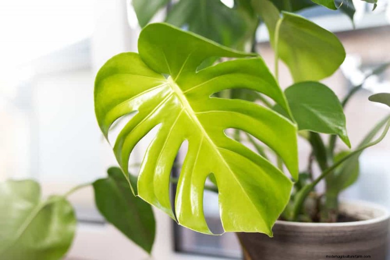 Monstera Care: 11 Tips for Thriving Growth in Winter