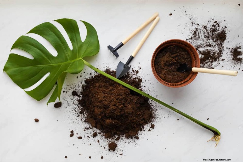 Monstera Care: 11 Tips for Thriving Growth in Winter