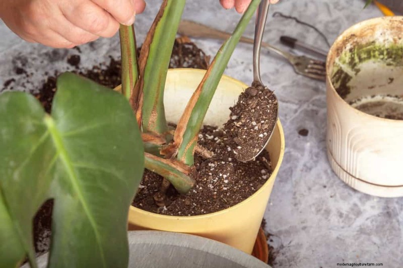 Monstera Care: 11 Tips for Thriving Growth in Winter