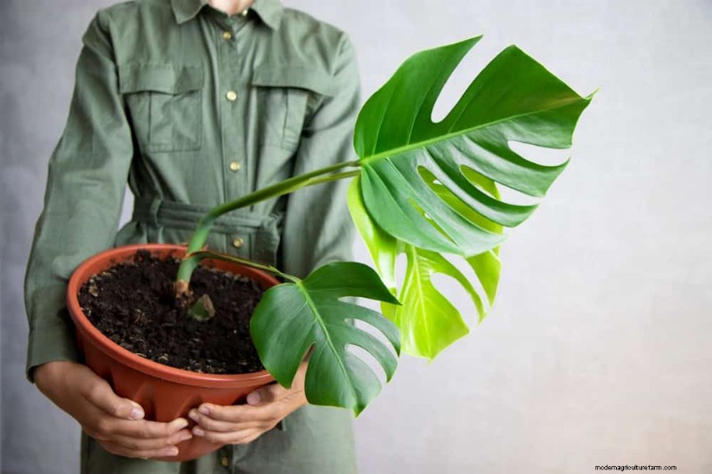 Monstera Care: 11 Tips for Thriving Growth in Winter