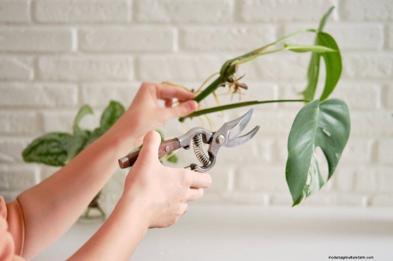 Monstera Care: 11 Tips for Thriving Growth in Winter