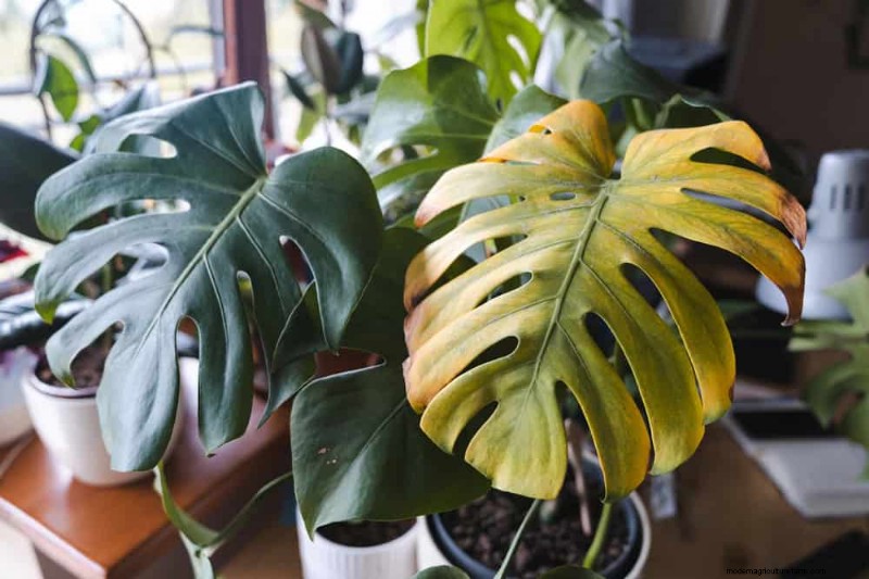 Monstera Care: 11 Tips for Thriving Growth in Winter