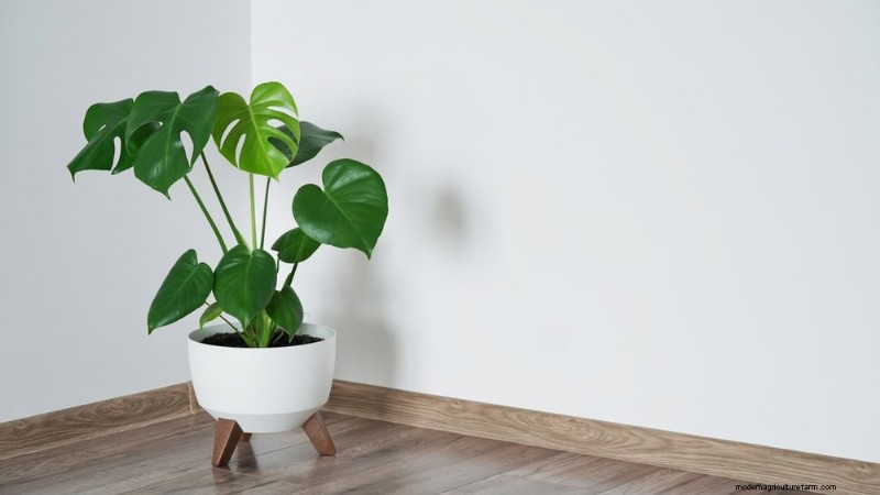 Monstera Care: 11 Tips for Thriving Growth in Winter